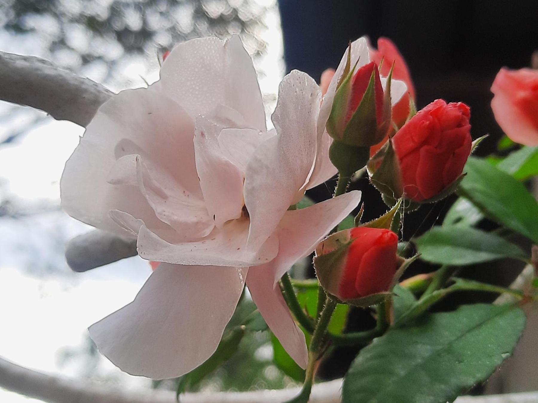 Balmy Hideout Cafe & Homestay Ban Huai Kaeo エクステリア 写真