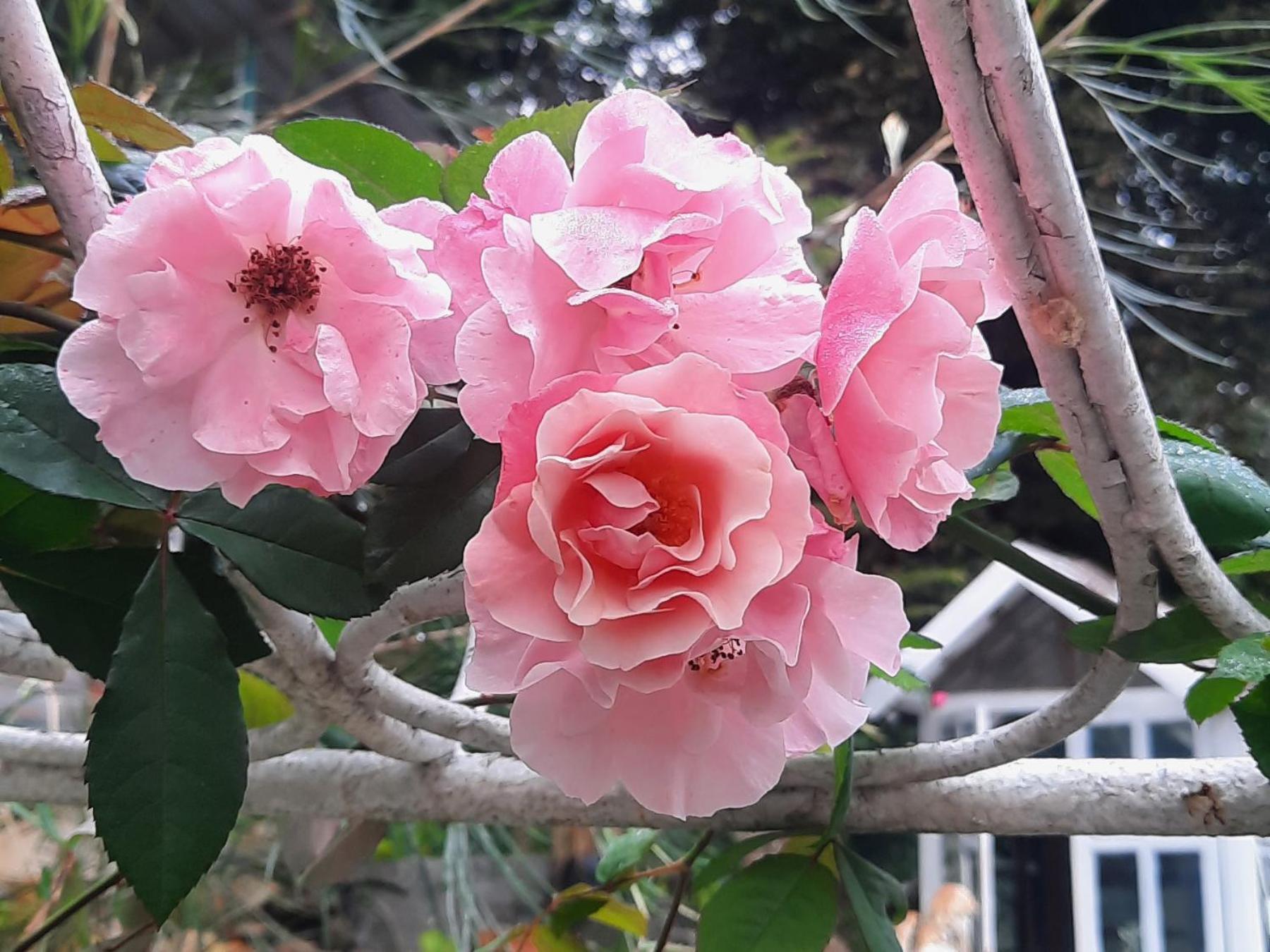 Balmy Hideout Cafe & Homestay Ban Huai Kaeo エクステリア 写真