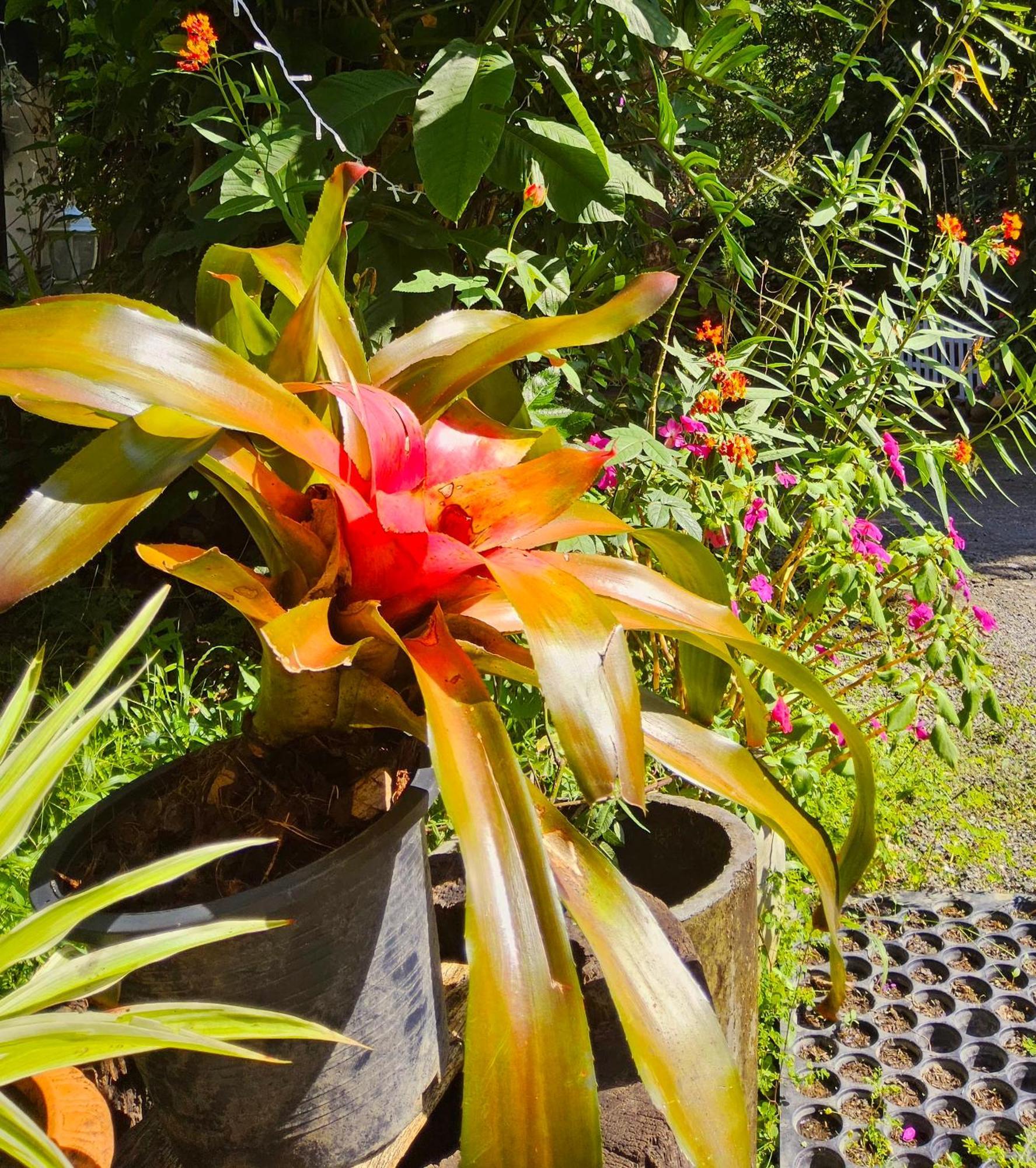 Balmy Hideout Cafe & Homestay Ban Huai Kaeo エクステリア 写真